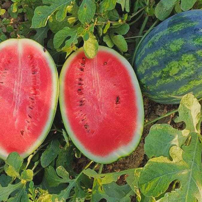 25 Seeds Sweet Watermelon, Juicy Heirloom Fruit, Large Sweet Summer Garden Favorite