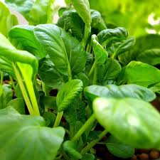 500mg Pak Choi Bok Choi Taisai Seeds Brassica rapa for Planting | Heirloom Asian Greens for Stir-Fries, Salads, and Soups