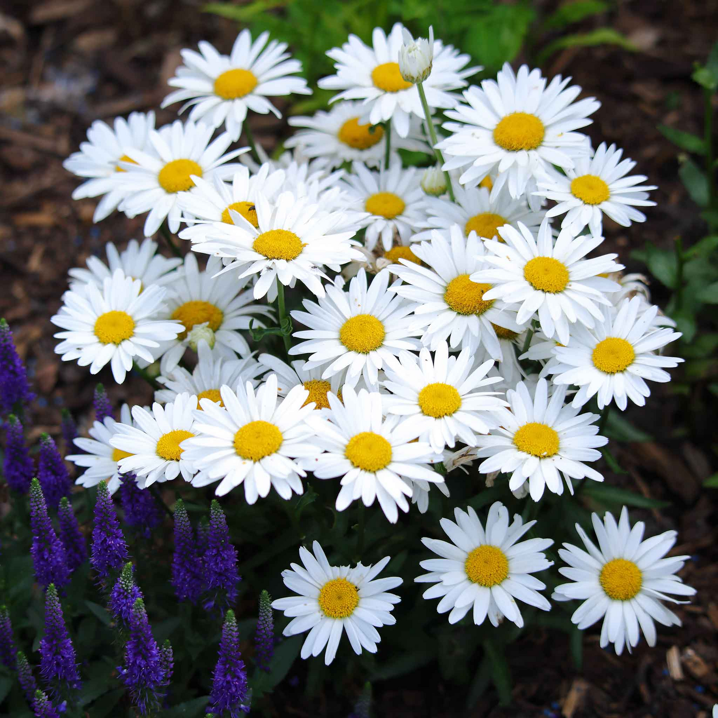 Shasta Daisy Seeds – Leucanthemum superbum – 100mg (~100 Seeds), White Perennial Blooms, Pollinator Friendly, Cottage Garden Classic
