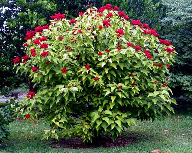 50 Annatto Dye Plant Seeds - Bixa orellana, Lipstick Tree, Tropical Pink Flowers, Zones 10-12, Ornamental Shrub, Natural Dye Source