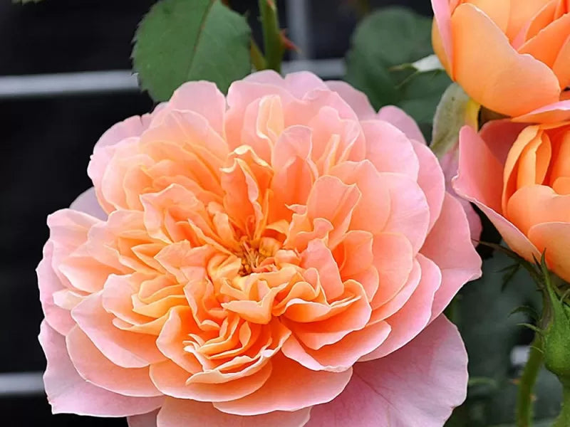 Super Rare Impressionist Rose Cuttings (3) – Rosa ‘Impressionist’ | Apricot-Pink Climbing Rose | Unrooted Cuttings for Rooting or Grafting