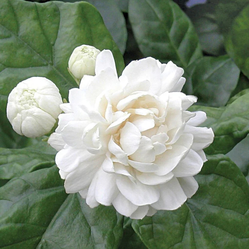 2 Grand Duke Jasmine Plants | Jasminum Sambac Bareroot Plugs 7–10" | Super Fragrant Arabian Jasmine | Live Flowering Shrub