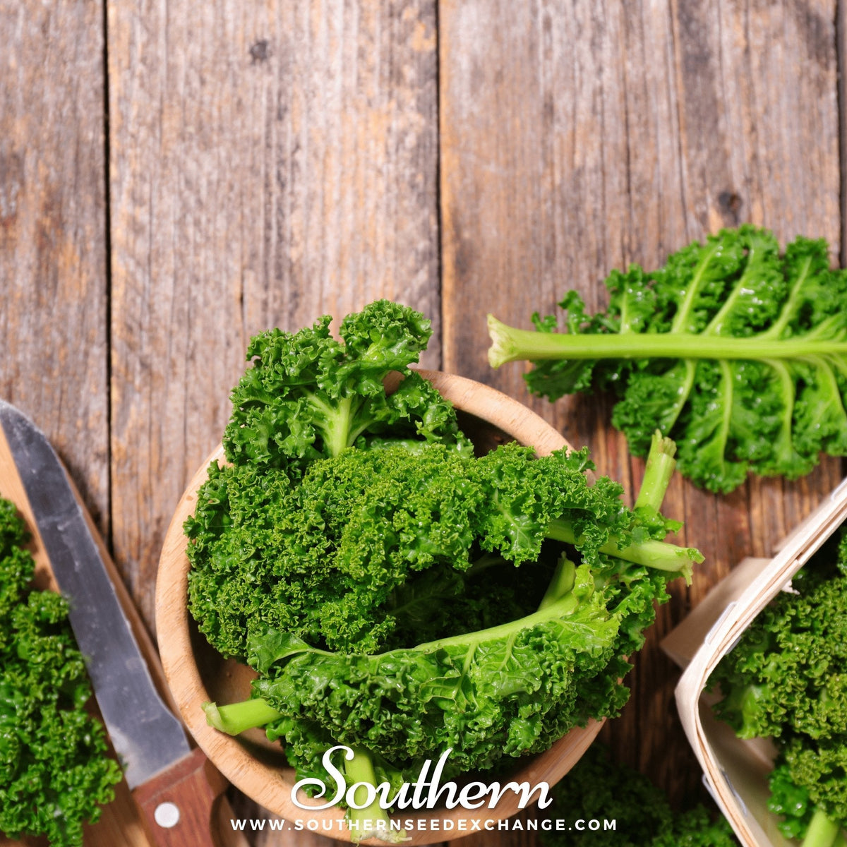 Dwarf Siberian Kale – 250 Seeds