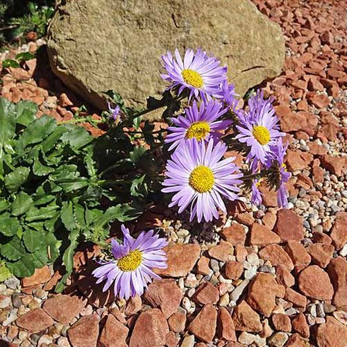 Machaeranthera bigelovii Seeds – Purple Aster Bigelow's Tansyaster, 100 Non-GMO Wildflower Seeds, Pollinator-Friendly Garden Plant