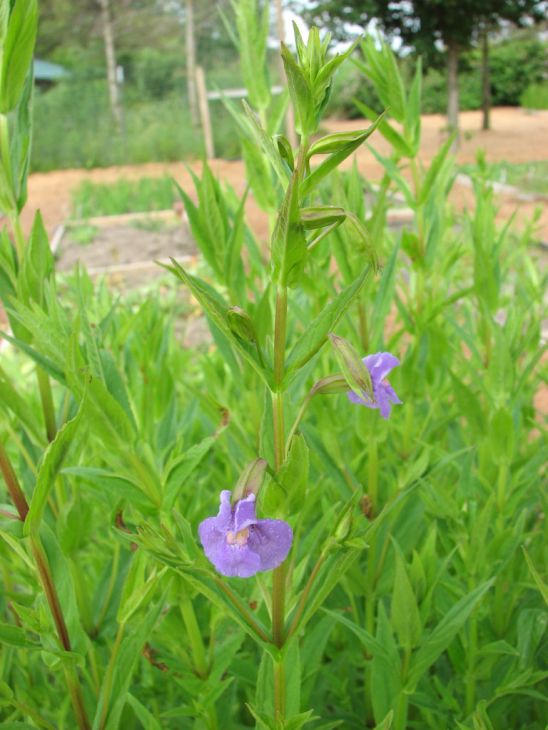 Mimulus Ringens Seeds (5000) Allegheny Monkeyflower – Native Wetland Wildflower, Purple Blooms, Pollinator Plant