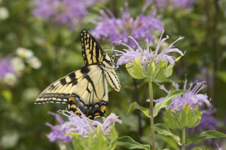 Monarda fistulosa Seeds – Wild Bergamot Wildflower, 100 Non-GMO Perennial Seeds, Native Pollinator Garden & Meadow Plant