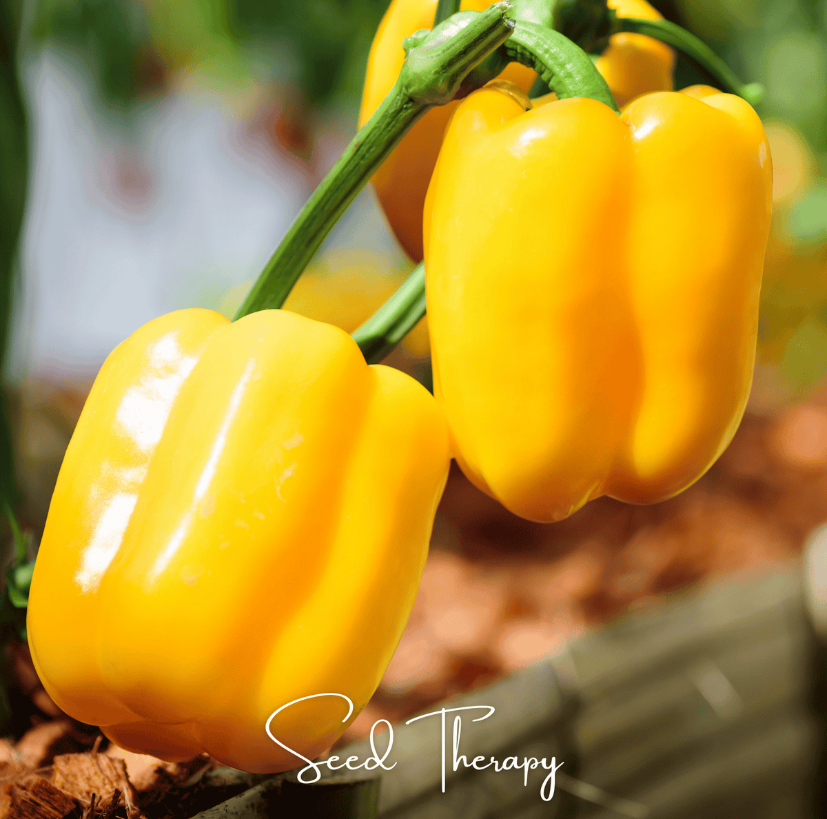 Sunbright Bell Pepper – 30 Seeds