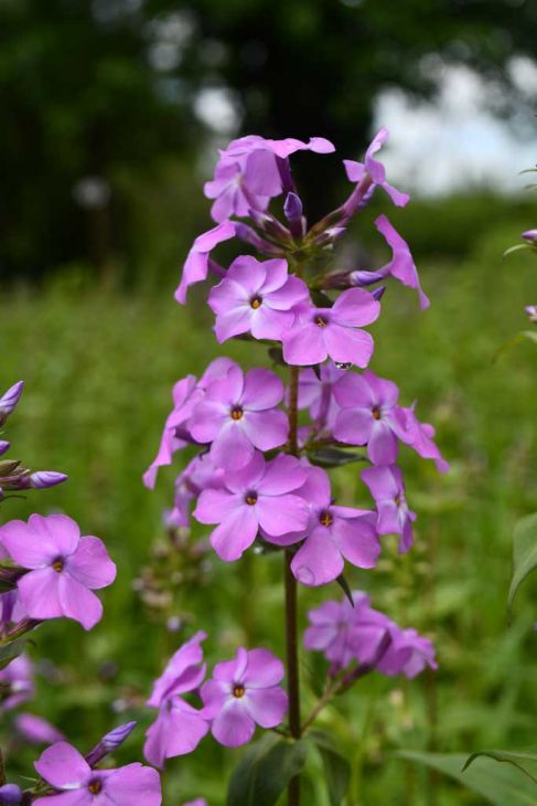 10 Sweet William Bulbs (Phlox maculata) – Live Perennial Roots | Native Garden Phlox | Fragrant Flowers | Pollinator Friendly