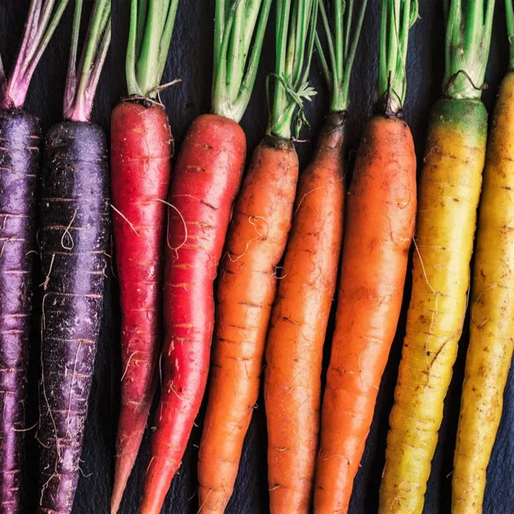 Rainbow Mix Carrot Seeds - 2025 Planting Purple Red Yellow Orange Blend - Daucus carota