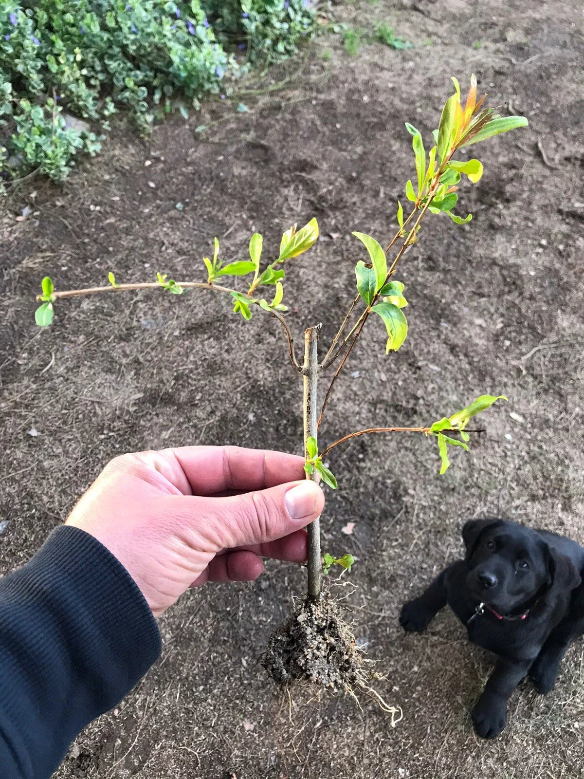 Rooted Pomegranate Cuttings - 3 Healthy Plants - Punica granatum - Ideal for Home Gardens and Landscaping