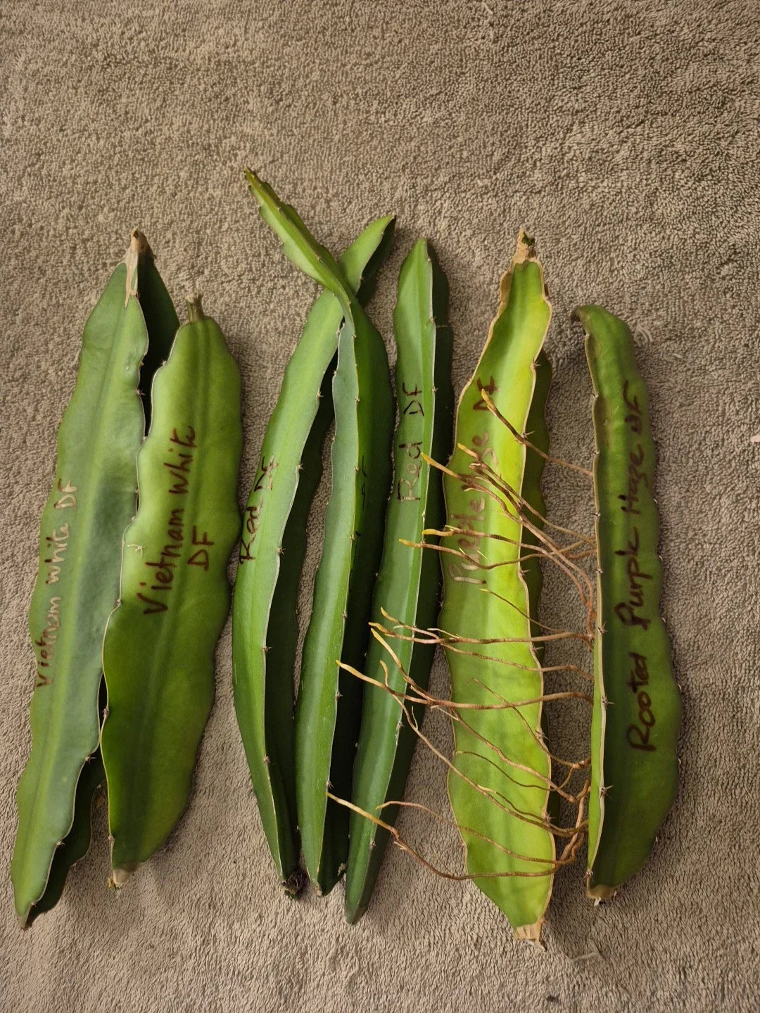 Lot of 6 Dragon Fruit Cuttings - 2 Vietnam White, 3 Red, 2 Purple - Hylocereus undatus & Hylocereus costaricensis