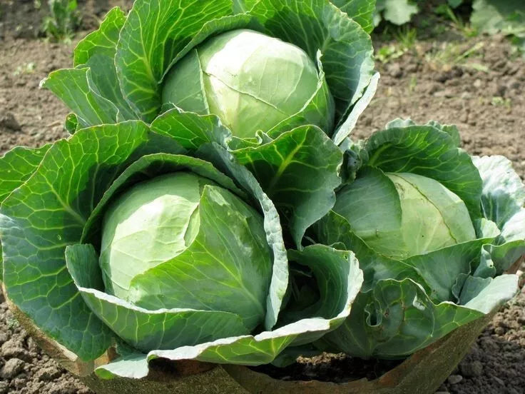Cabbage Seeds - 1000+ Heirloom Danish Ballhead - NON GMO - Fresh