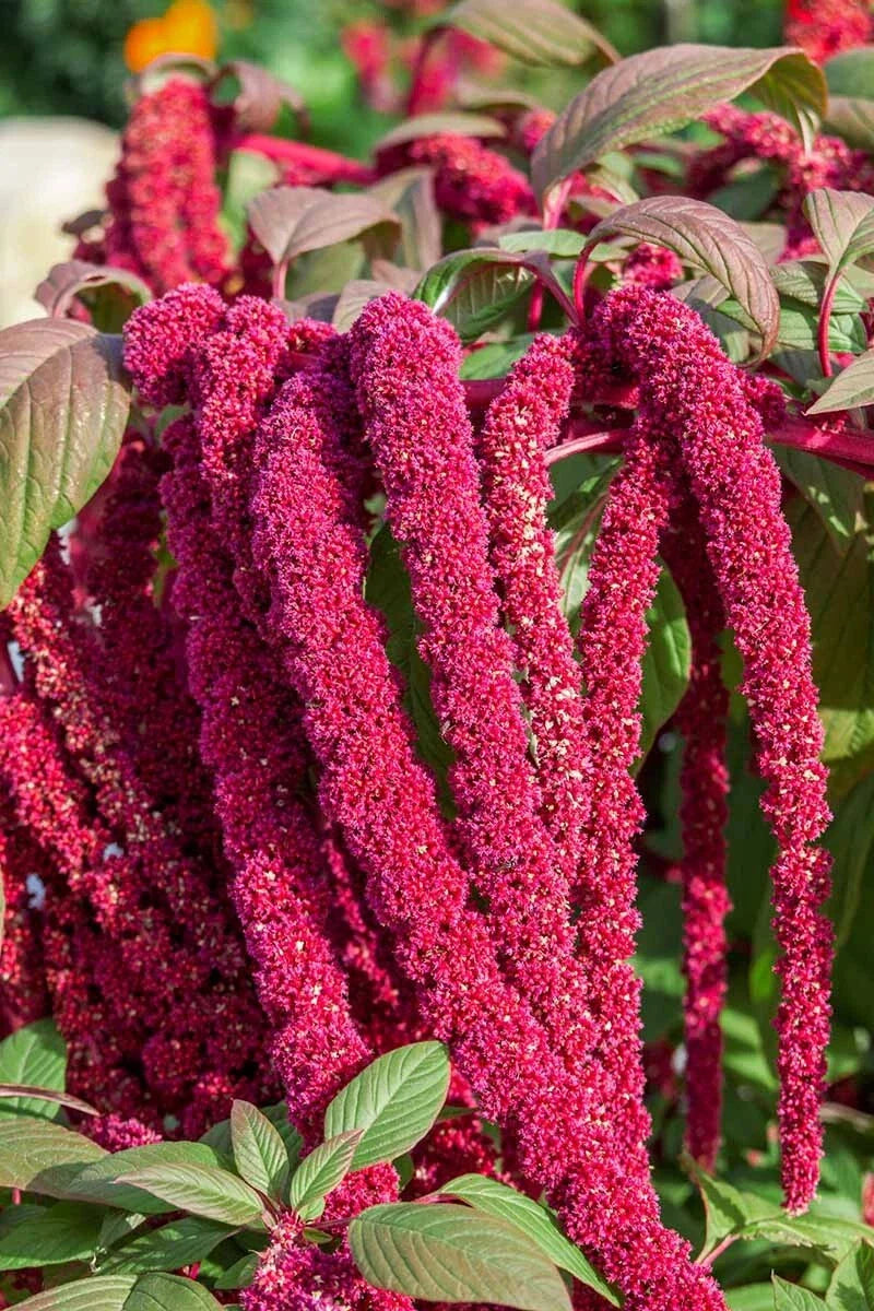 Love Lies Bleeding Amaranthus Seeds - 400+ Drought Tolerant Seeds for Dried Flowers - Amaranthus caudatus
