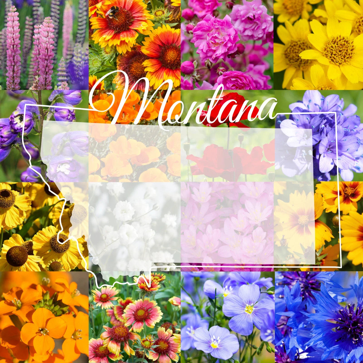 Montana Western Wildflower Seed Mix, 1/4 Pound Bulk, Covers 800 sq ft, Native Flowers for Gardens, Outdoor Planting
