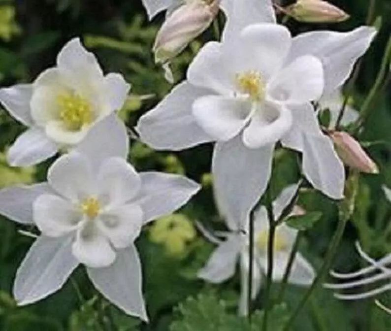 Columbine Seeds 20 Pure White Aquilegia Fresh for 2025