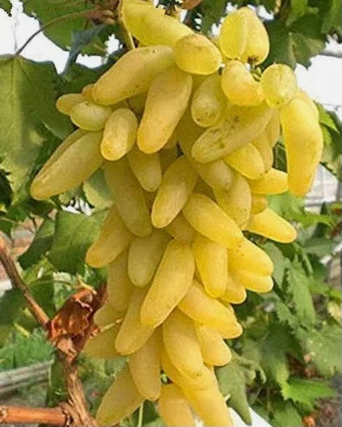 Golden Fingers Grapes Cuttings - 3 Premium Plant Cuttings (Vitis vinifera) for Home Gardening