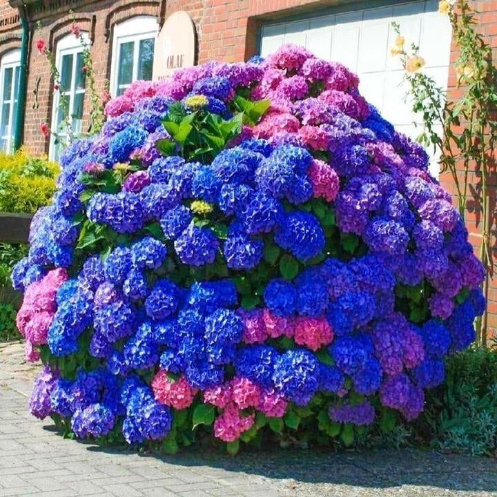 Hydrangea Seeds 500pcs - Blue Pink Purple Hardy Perennial Flowers - Hydrangea macrophylla