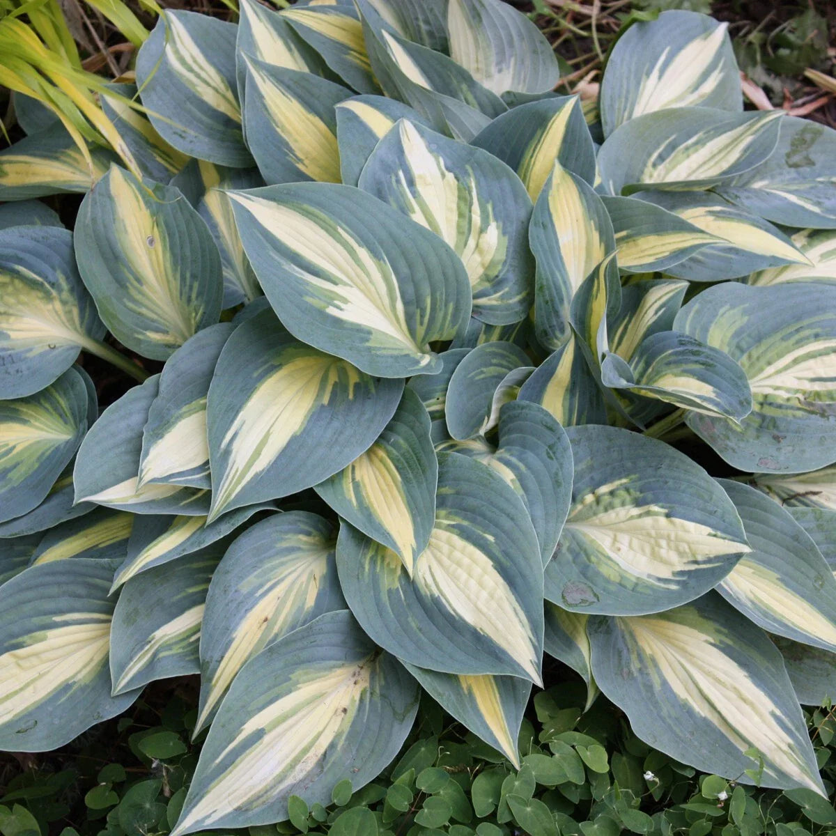 Hosta High Society 5.25" Pot Well Rooted Perennial Shade Plant, June Sport, Ideal for Gardens, Hosta 'High Society'