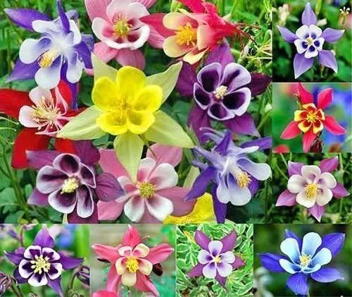 Multicolor Columbine Seeds 100 Seeds Non-GMO Glass McKana Columbine Aquilegia caerulea
