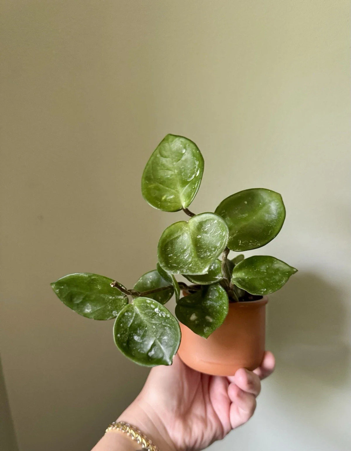 Hoya Cuttings - Rooted Hoya Carnosa Chelsea - Indoor Plant - Hoya Chelsea