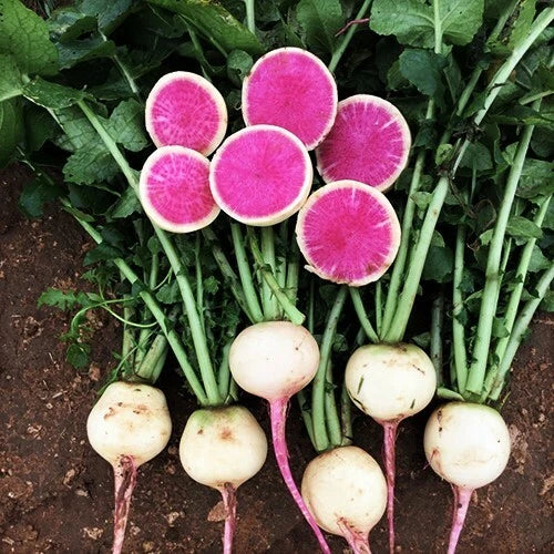 Watermelon Radish Seeds - Pink Center White Daikon Shinrimei - Heirloom Vegetable Seed 2025