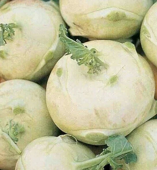 Kohlrabi Seeds 300+ White Vienna Healthy Garden Vegetable Culinary Brassica oleracea