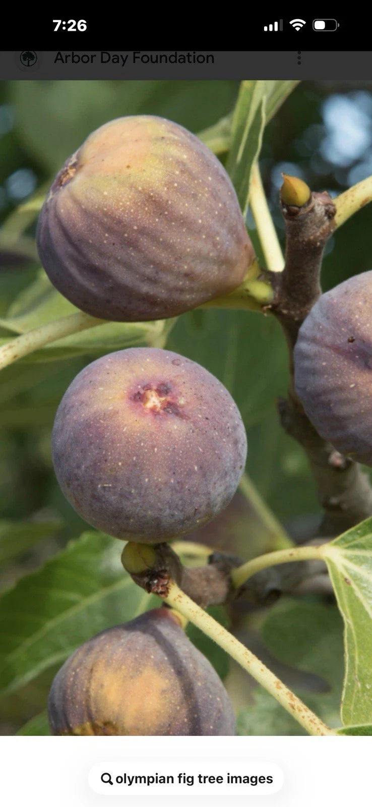Olympian Fig Tree Cuttings 4-6 Inches Long 3 Pack, Cold Hardy - Ficus carica