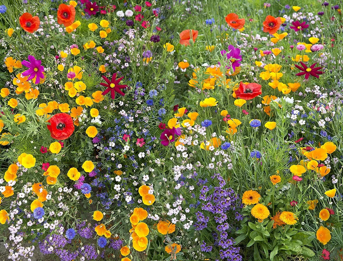 Wildflower Seed Mix for Hummingbirds and Butterflies, 17 Species, Native Pollinator Blend, (Various Colors)