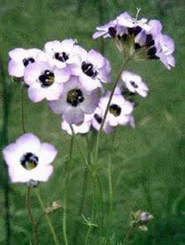 Bird's Eye Gilia Tricolor Seeds - 1000 Count - Beautiful Delicate Lavender Blooms - Gilia tricolor