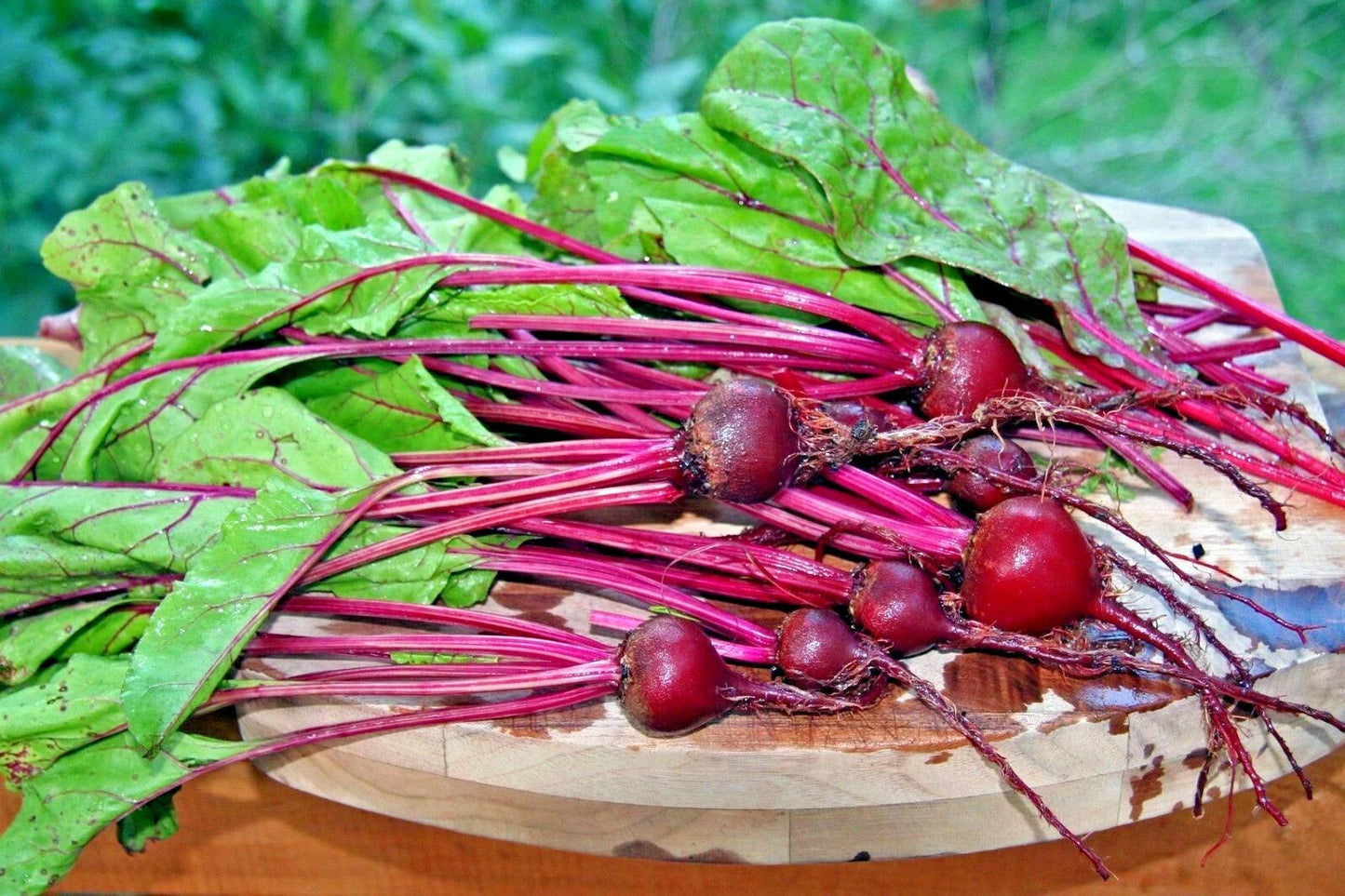 Early Wonder Beet Seeds - 100+ Heirloom Variety for Vegetable Garden & Patio Containers - Beta vulgaris