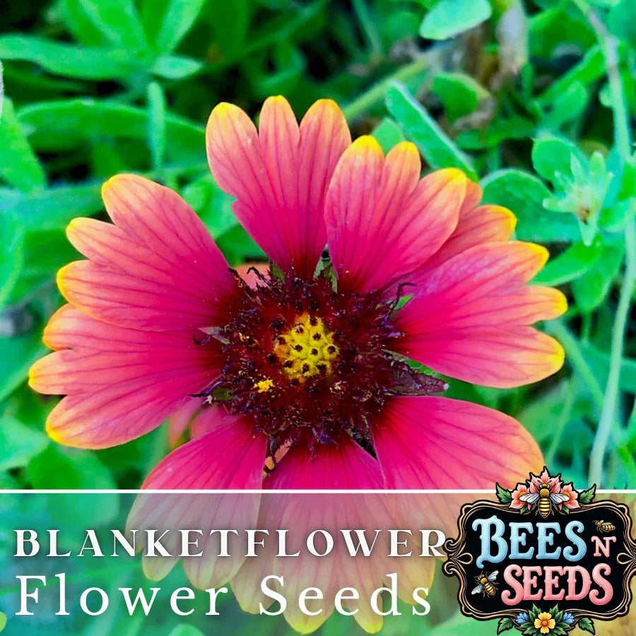 Majestic Blanket Flower Seeds - 200 Non-GMO Flower Seeds - Gaillardia aristata