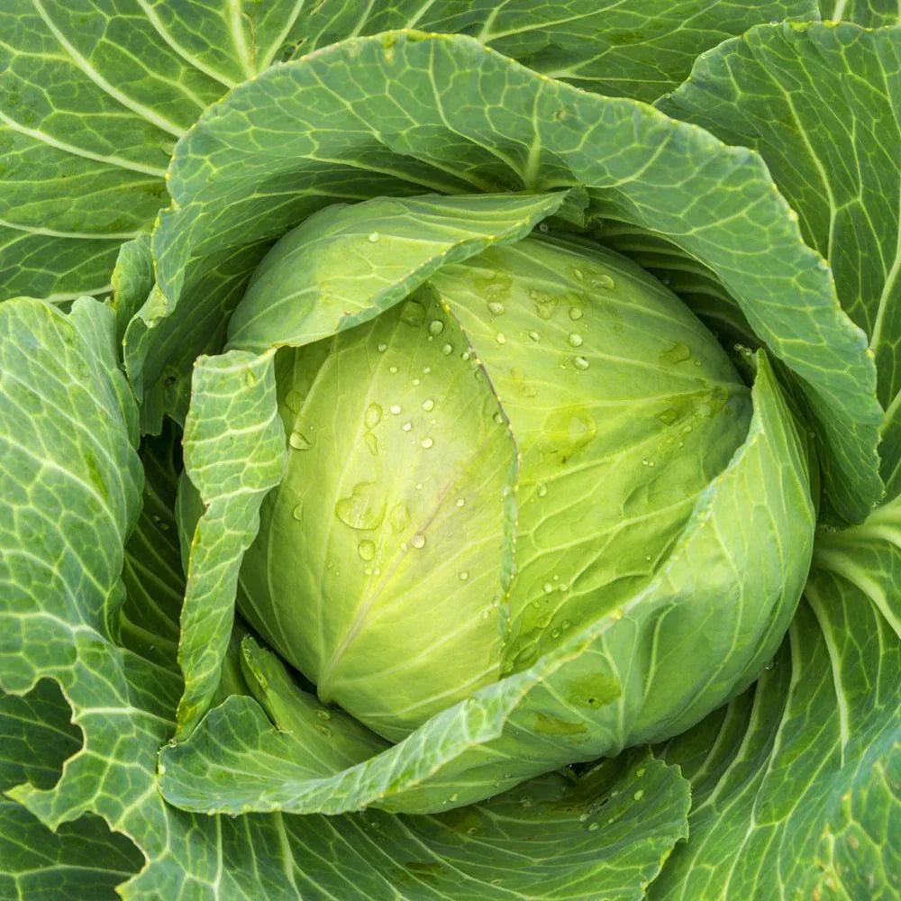 Golden Acre Cabbage Seeds - 1000+ Count - Sweetheart Roundhead - Brassica oleracea