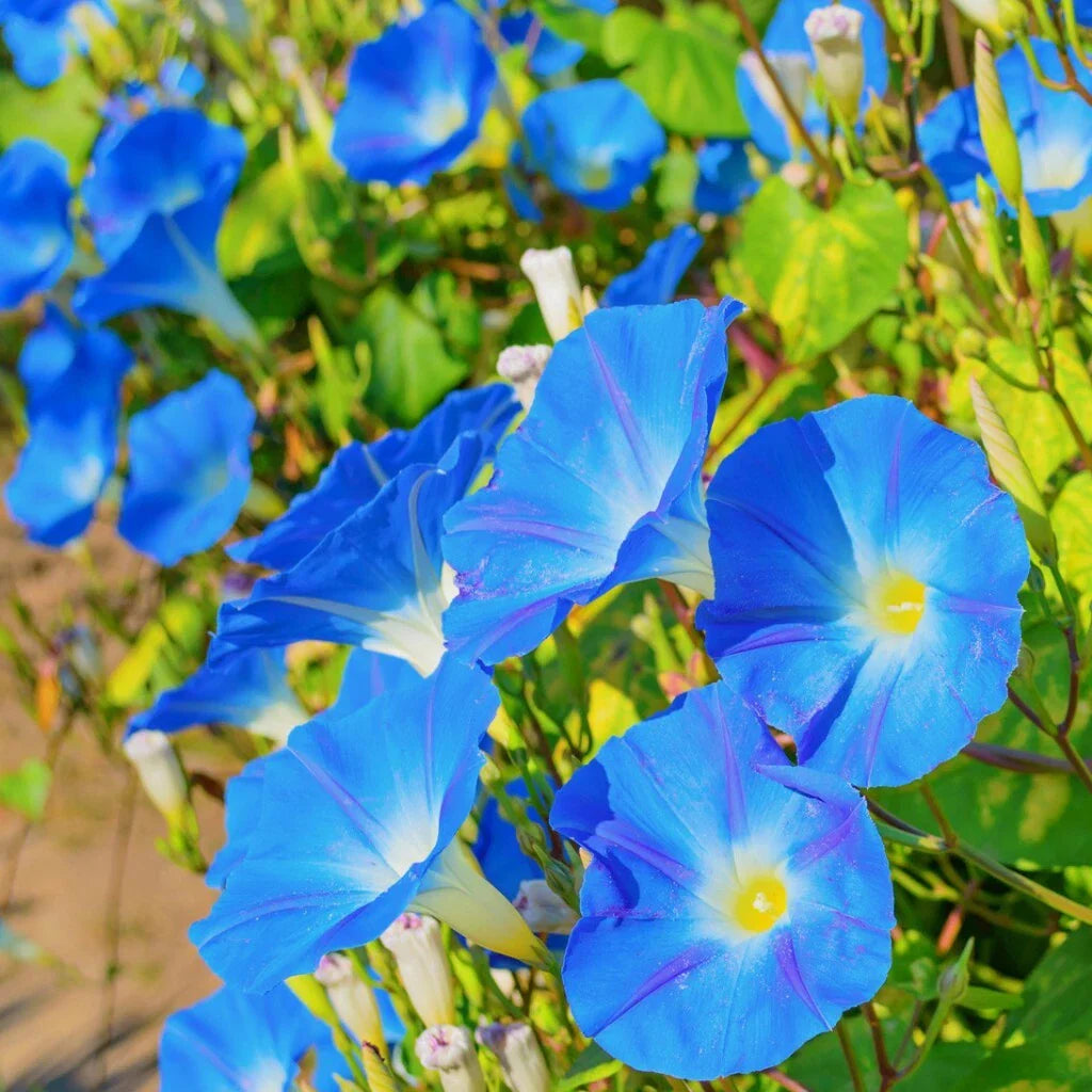 Morning Glory Seeds 30+ Heavenly Blue Flowers Ipomoea tricolor Untreated Annual US Free Shipping