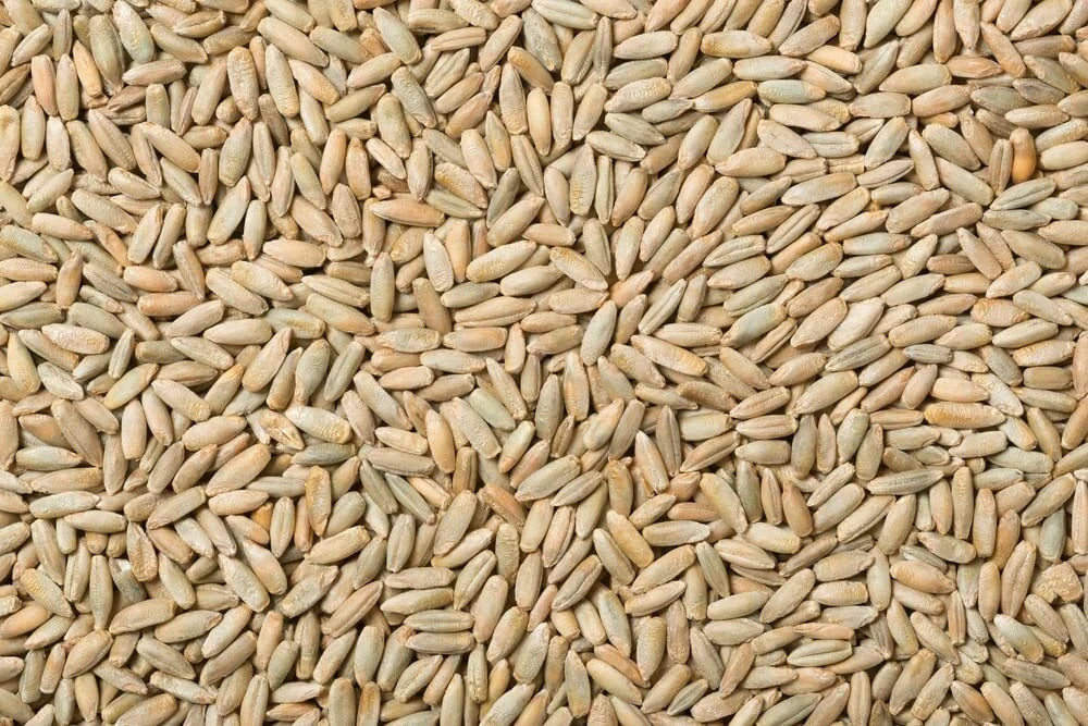 Rye Berries 25 Pounds High in Fiber and Iron, Whole Grain, Made in USA, Secale cereale
