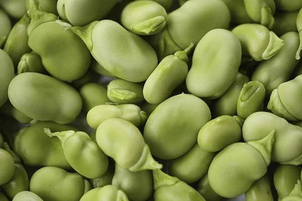 Heirloom Bean Mix Garden Seed Collection, 6 Top Varieties, Organic Seeds for Home Gardening, Phaseolus vulgaris