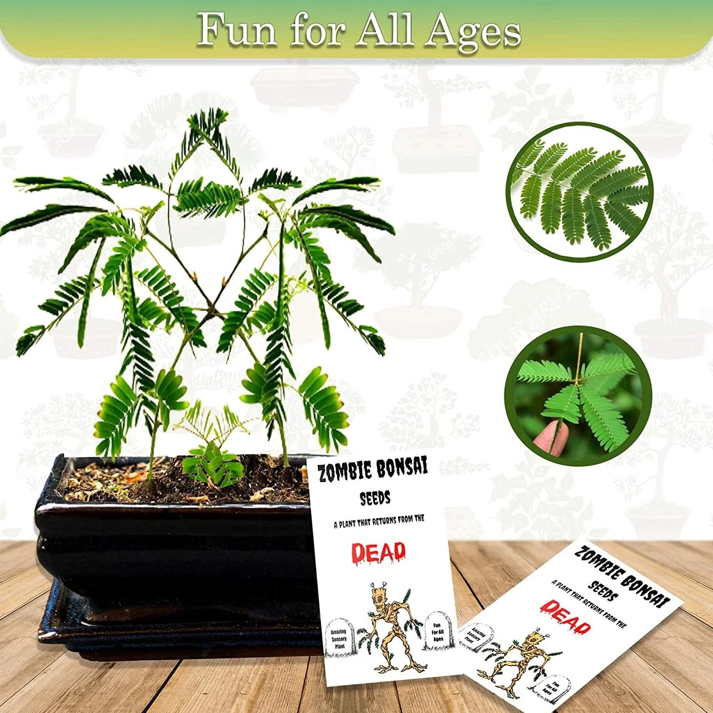 Zombie Bonsai Seed Packets (2 Pack) | Sensory Touch-Reacting Bonsai Plants | Unique Indoor Gardening | (Zelkova serrata)