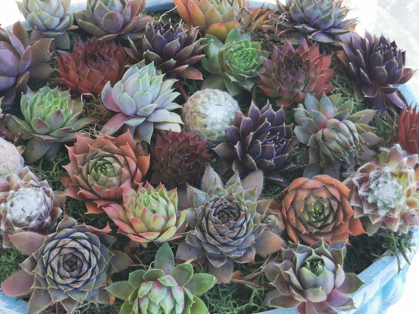 Succulent Plants - 9 Varieties Hen and Chick - Sempervivum - Cold Hardy Indoor Outdoor Garden Decor