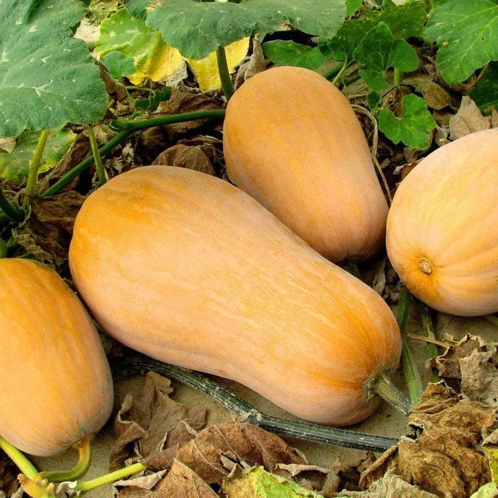 Waltham Butternut Squash Seeds - 2025 Planting - Heirloom Variety - Cucurbita moschata