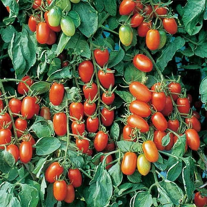 Juliet Tomato Seeds | F1 Hybrid | Non-GMO | Heirloom Variety | Lycopersicon esculentum | Free Shipping