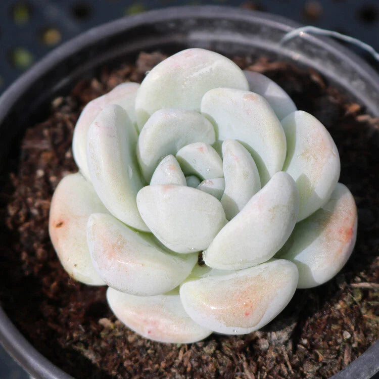 Live Echeveria Ice Green Succulent Plant in 2'' Pot - Fully Rooted, Rare Indoor Plant, Perfect for Home Decor, Echeveria elegans