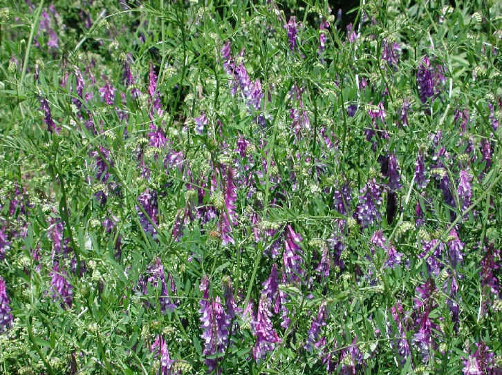 Hairy Vetch Seeds - Bulk - Nitrogen Fixer - Cover Crop - Companion Plant to Tomato - Vicia villosa