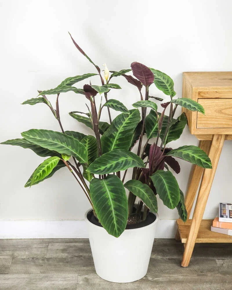 Jungle Velvet Calathea Seeds - 25+ Premium Seeds for Garden Planting - Maranta leuconeura - USA - Free Shipping