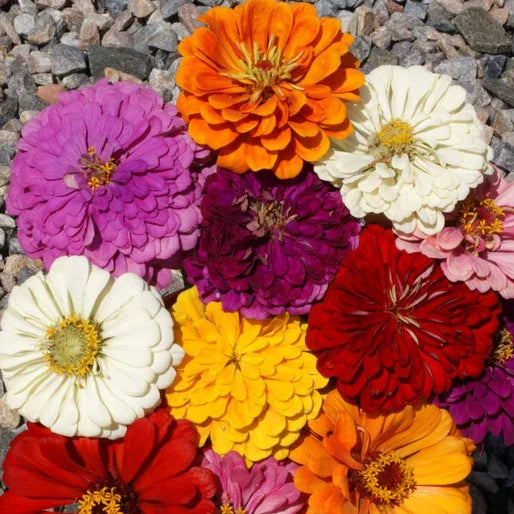 Zinnia Seeds - California Giants Mix - Giant 5" Flowers in 7 Colors - Zinnia elegans