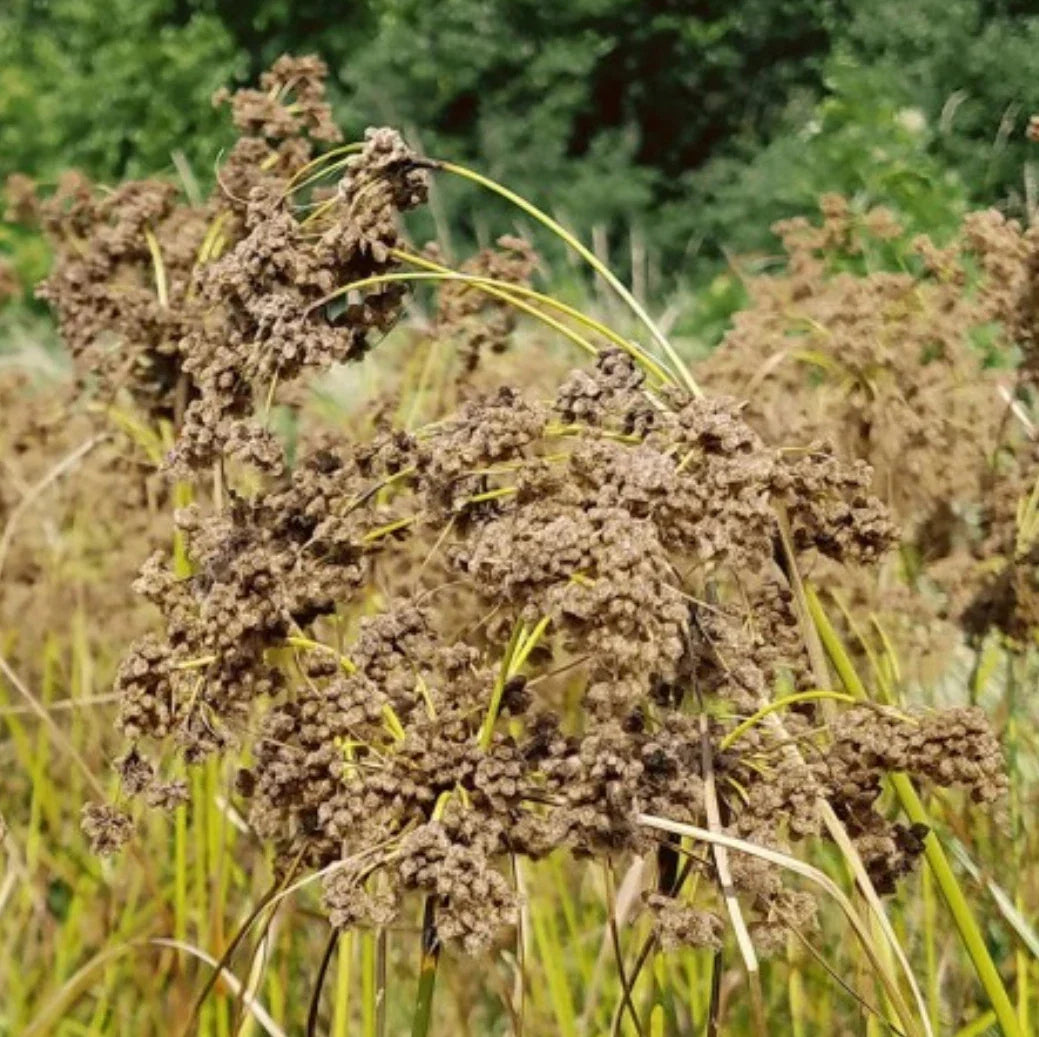 Wool Grass Seeds | Scirpus cyperinus | Native Wetland Plant | Perennial Grass Seeds for Gardens and Landscapes