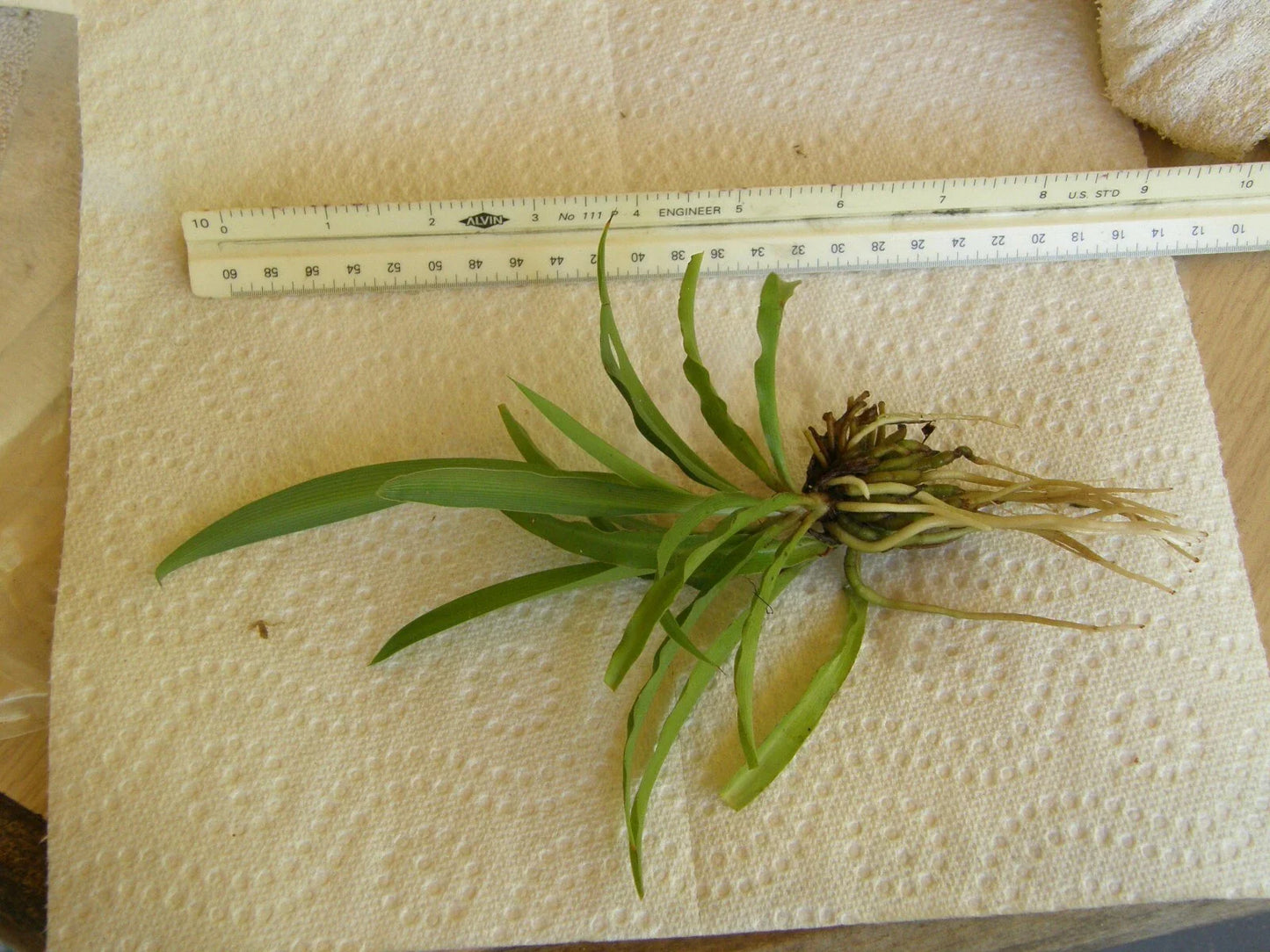 Spider Plant Bare Root Pup - Chlorophytum Comosum Green Houseplant