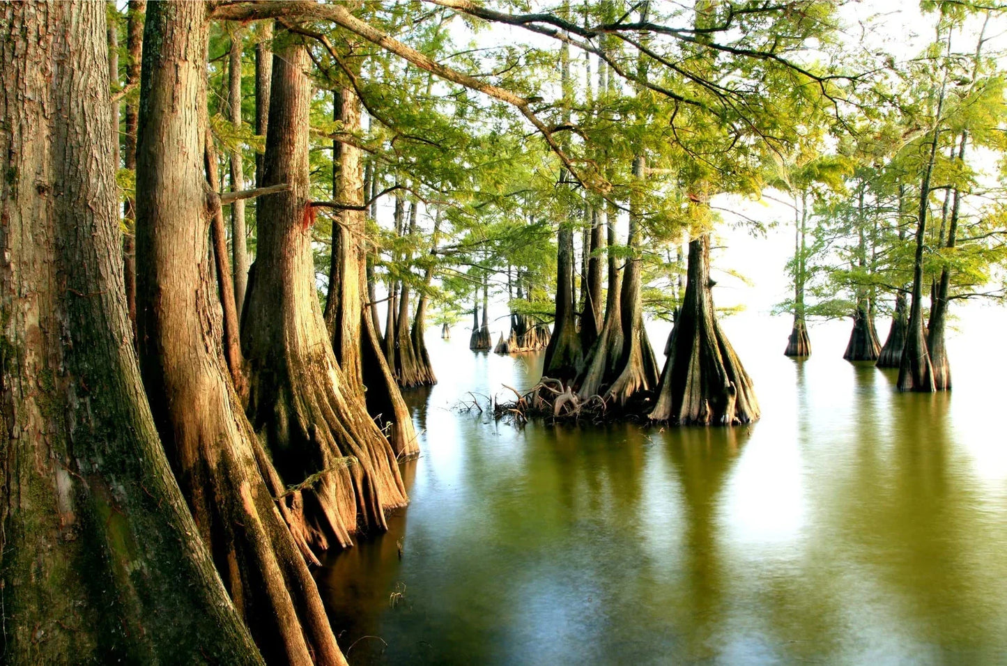Swamp Cypress Seeds for Planting | 10 Seeds | Taxodium distichum var. imbricarium | Drought-Resistant Tree Seeds