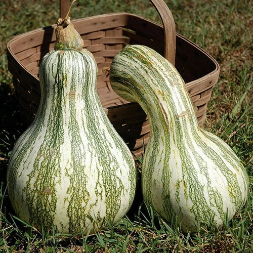 Cushaw Green Striped Pumpkin Seeds | Heirloom Non-GMO Variety | Cucurbita mixta | Garden Planting Seeds