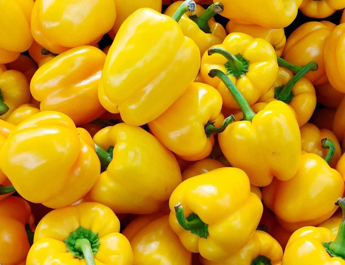 Organic California Wonder Bell Pepper Seeds - 50+ Fresh Seeds for Garden - Capsicum annuum