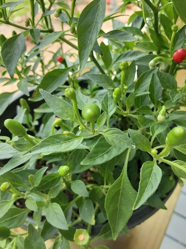 Wild Chile Pequin Seeds 25+ Count, Chiltepin, Chile del Monte, Mountain Chili, Capsicum annuum