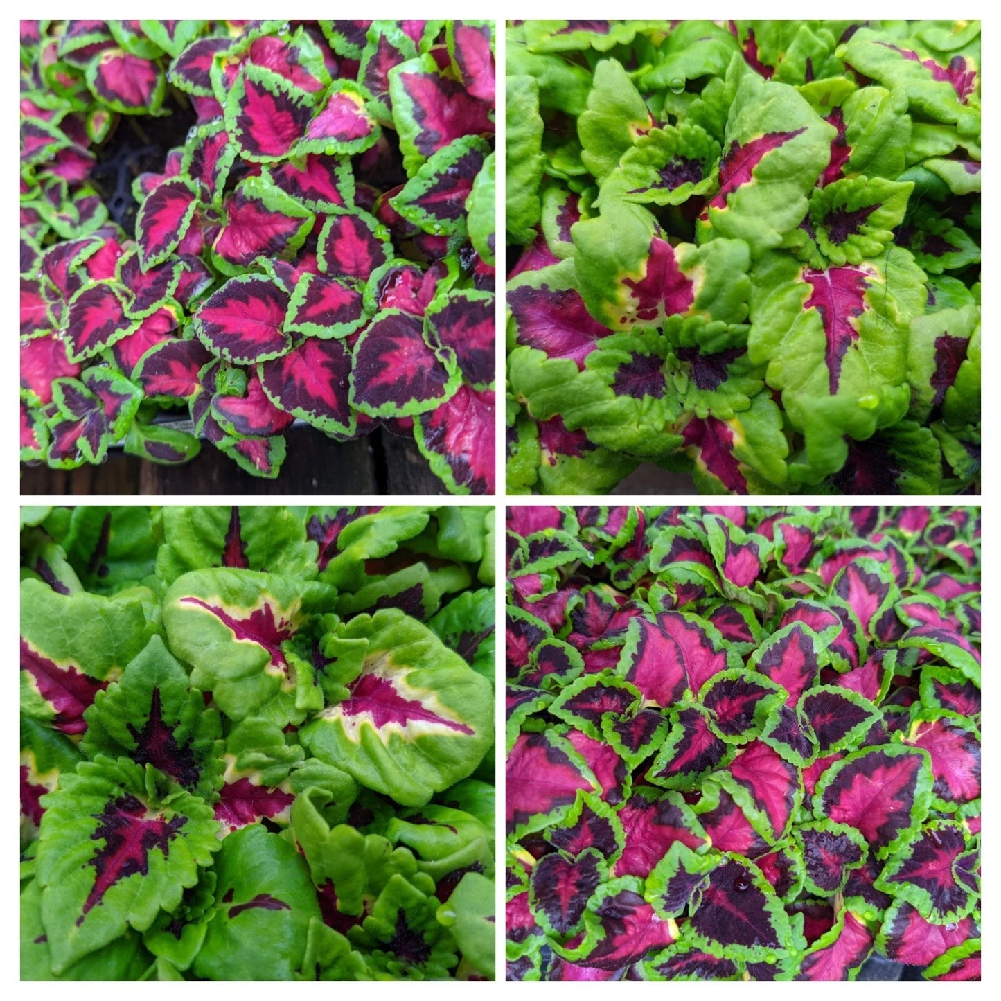 Coleus Plants Plugs Set of 10 - 5 Kong Jr Rose & 5 Chocolate Covered Cherry - Live Annuals for Shade - Coleus spp.